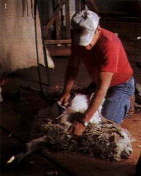 Picture of shearing